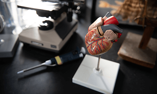 Lab station with model heart