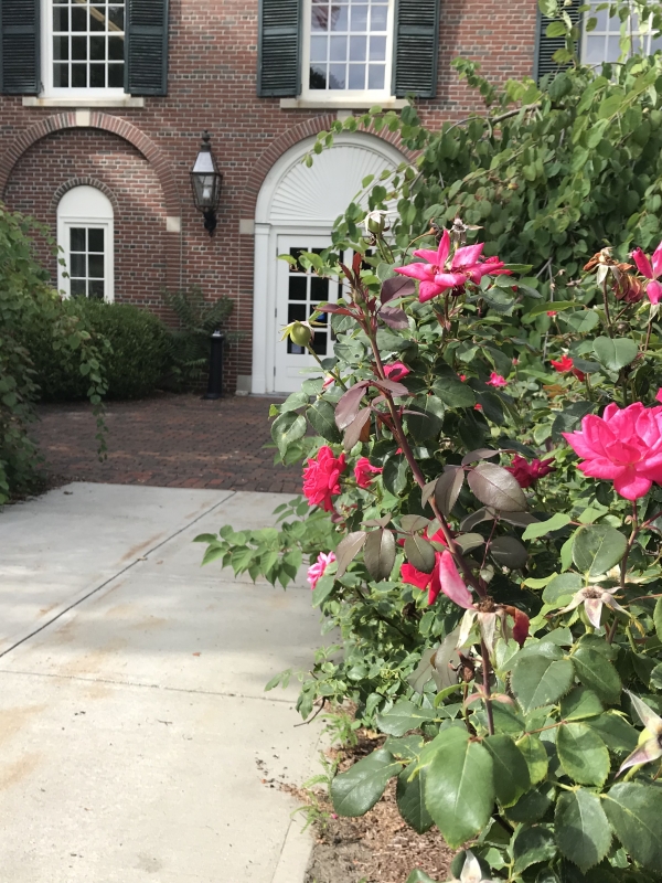 Roses blooming in front of the library