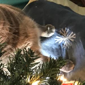 Christmas Finn