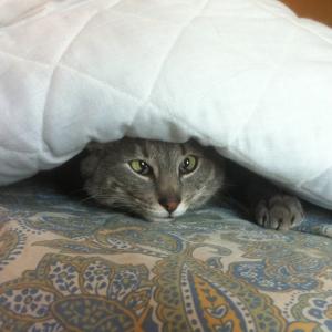 Finn the cross-eyed cat is hiding under the bed covers