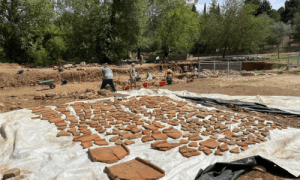 Roof tiles from recent dig