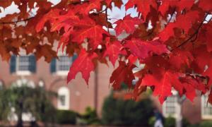 Leaves outside of Geisel Library