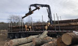 Construction campus to remove tree