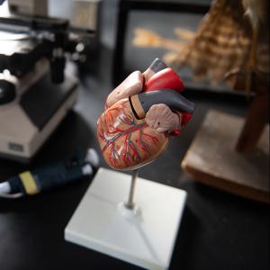 heart model on counter