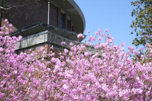 Blossoms next to the Abbey Church