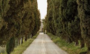 Traveling a country road framed by towering cypress trees