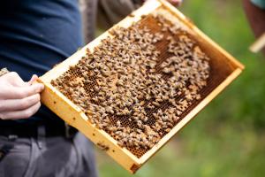a presentation on beekeeping led by Fr. Celestine, O.S.B.