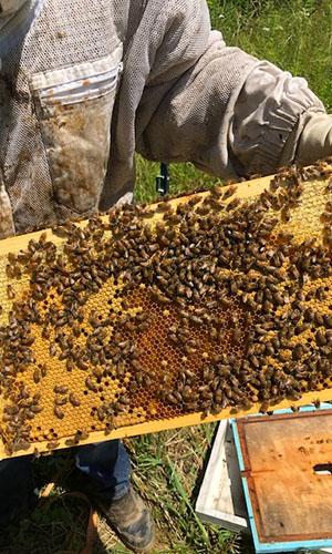 Honey bees on their hive