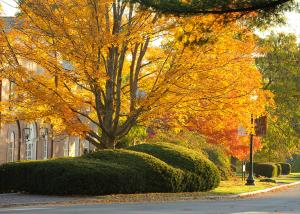 campus walkway in the fall