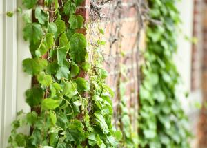 vines on the side of alumni hall