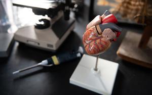 heart model on counter