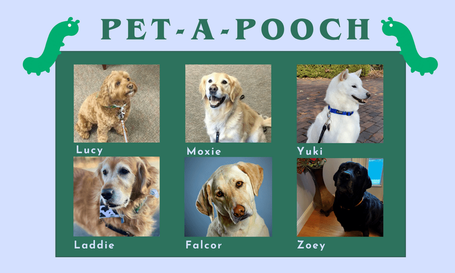 Pictures of therapy dogs visiting the library between May 5 and May 9